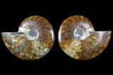 Cut & Polished Ammonite Fossil - Agatized #79706-1